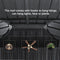 PURPLE LEAF Patio Gazebo for Backyard Grey Hardtop Galvanized Steel Roof Awning String Lights-milky